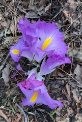 Siphonochilus aethiopicus