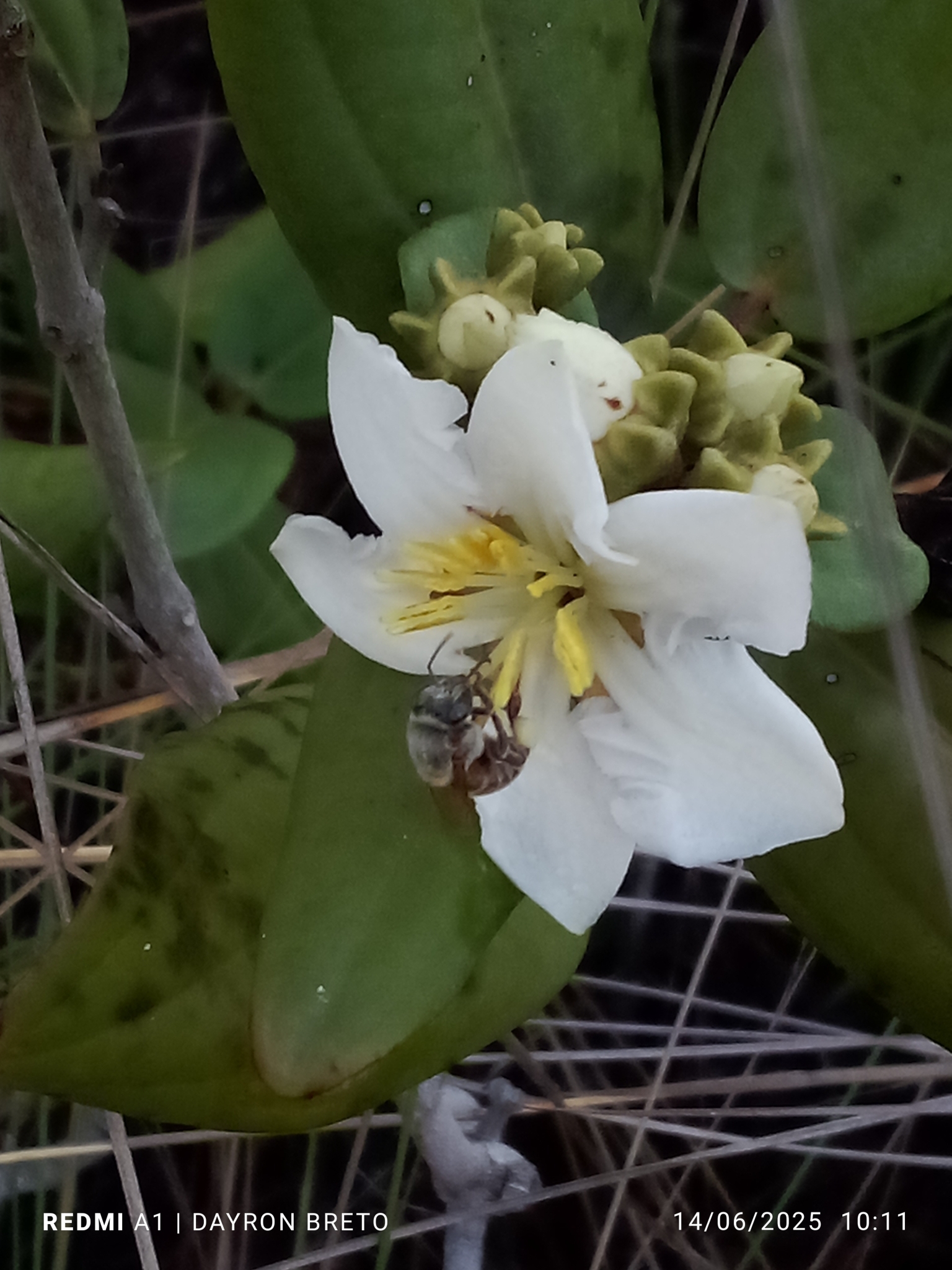 Foto de Melipona beecheii Bennett, 1831