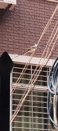 Light-vented Bulbul