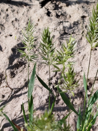 Anthoxanthum aristatum iNat (1)