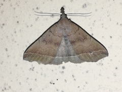 Pechipogo plumigeralis