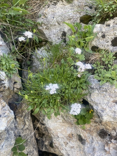 Valeriana saxicola, photograph 6