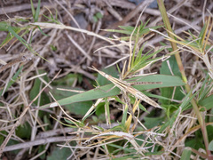 Acrida acuminata