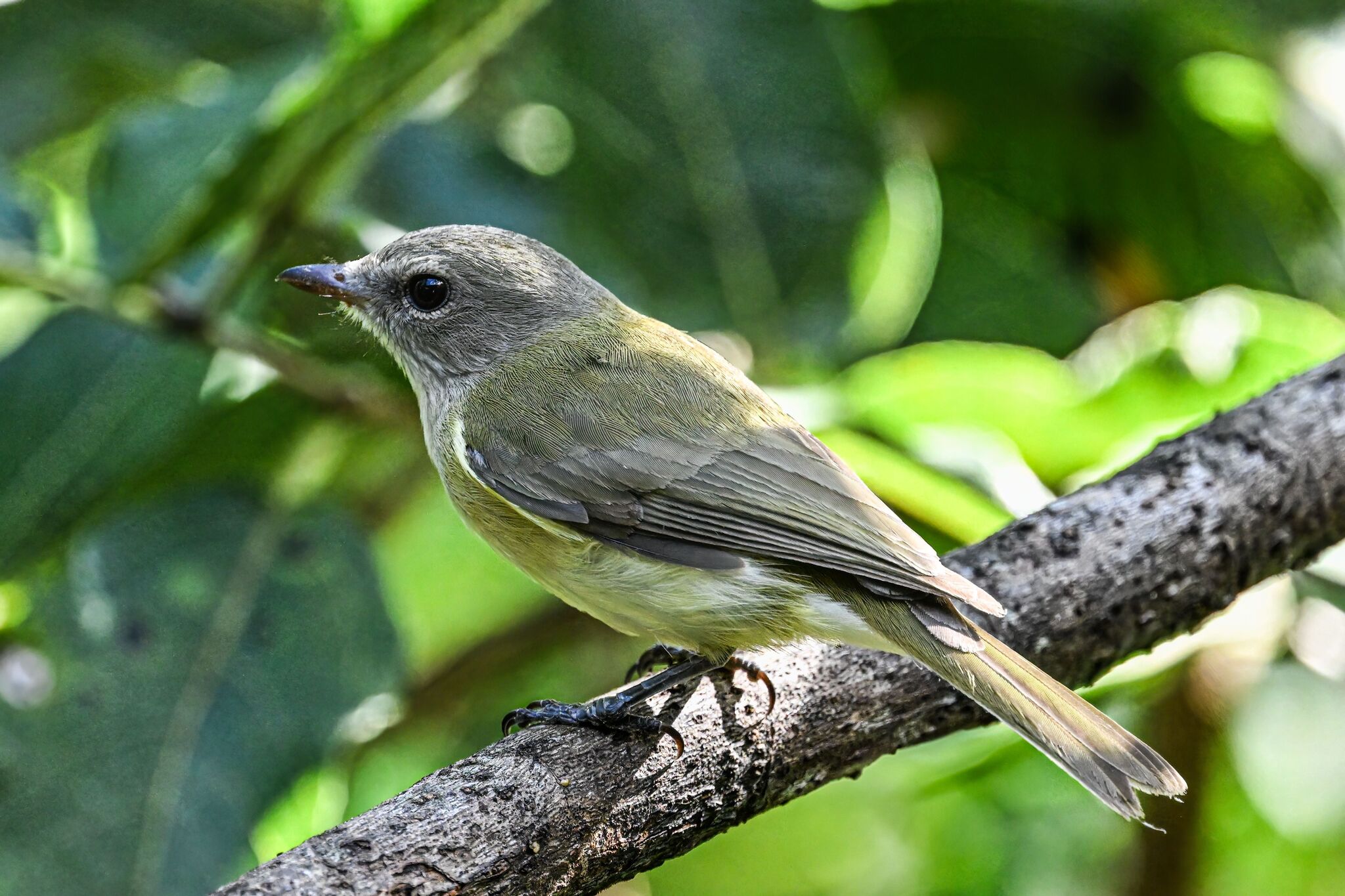 Grey Whistler (Pachycephala simplex), photo 10