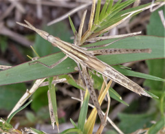 Acrida acuminata