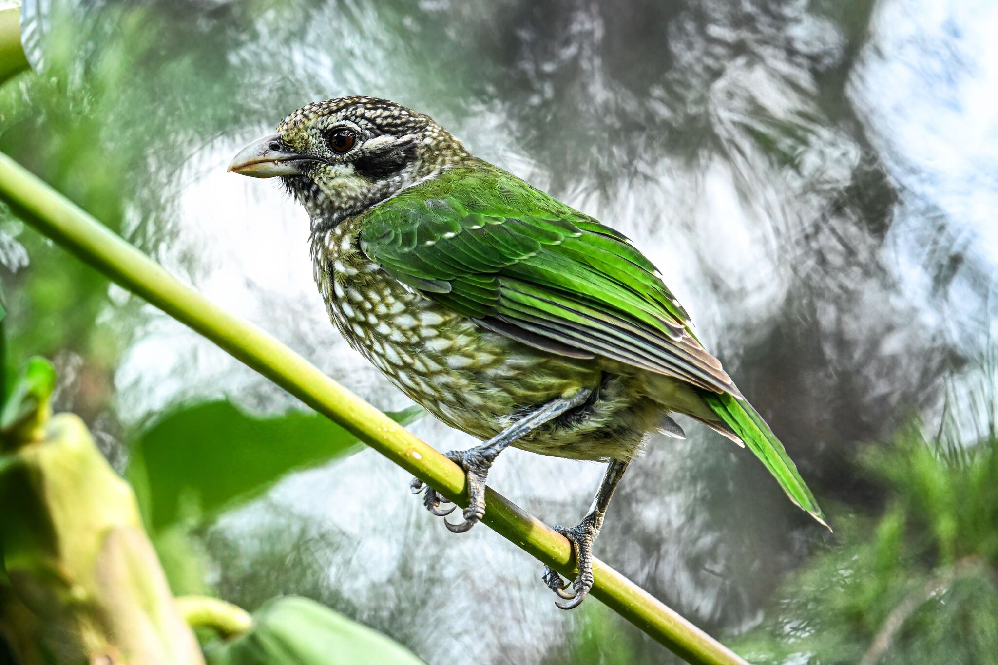 Spotted Catbird (Ailuroedus maculosus), photo 5
