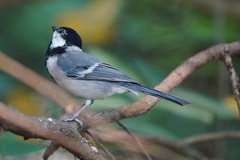 Parus minor commixtus