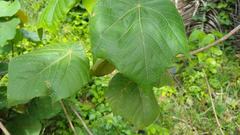 Macaranga carolinensis