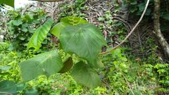 Macaranga carolinensis