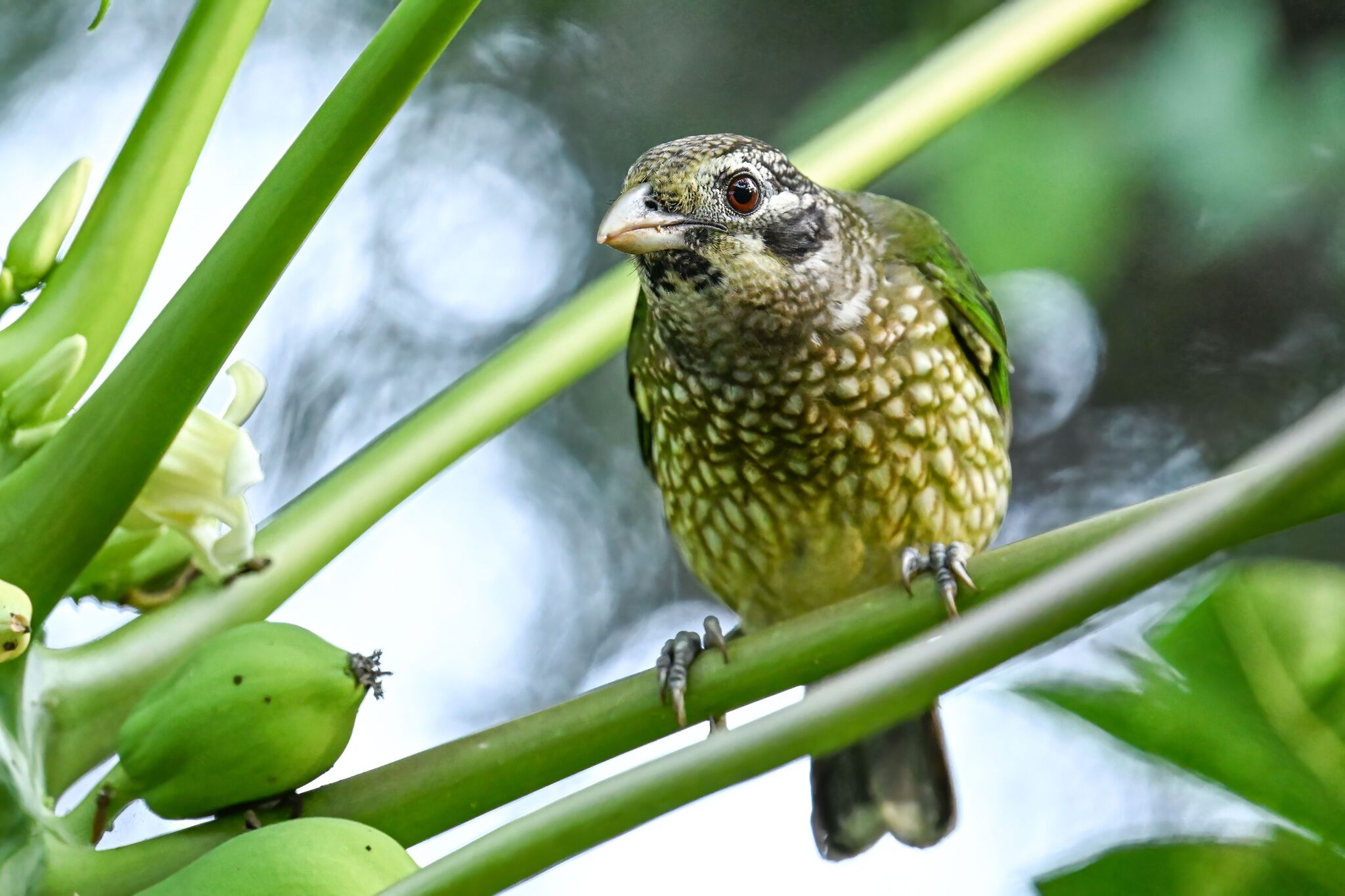 Spotted Catbird (Ailuroedus maculosus), photo 6
