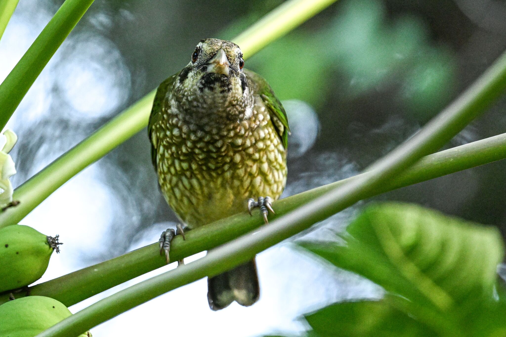 Spotted Catbird (Ailuroedus maculosus), photo 8