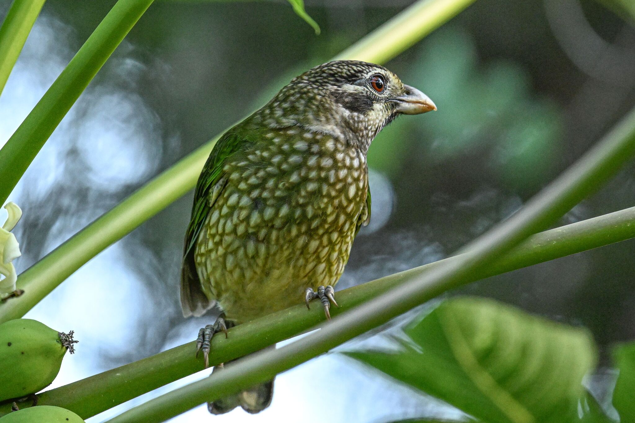 Spotted Catbird (Ailuroedus maculosus), photo 7