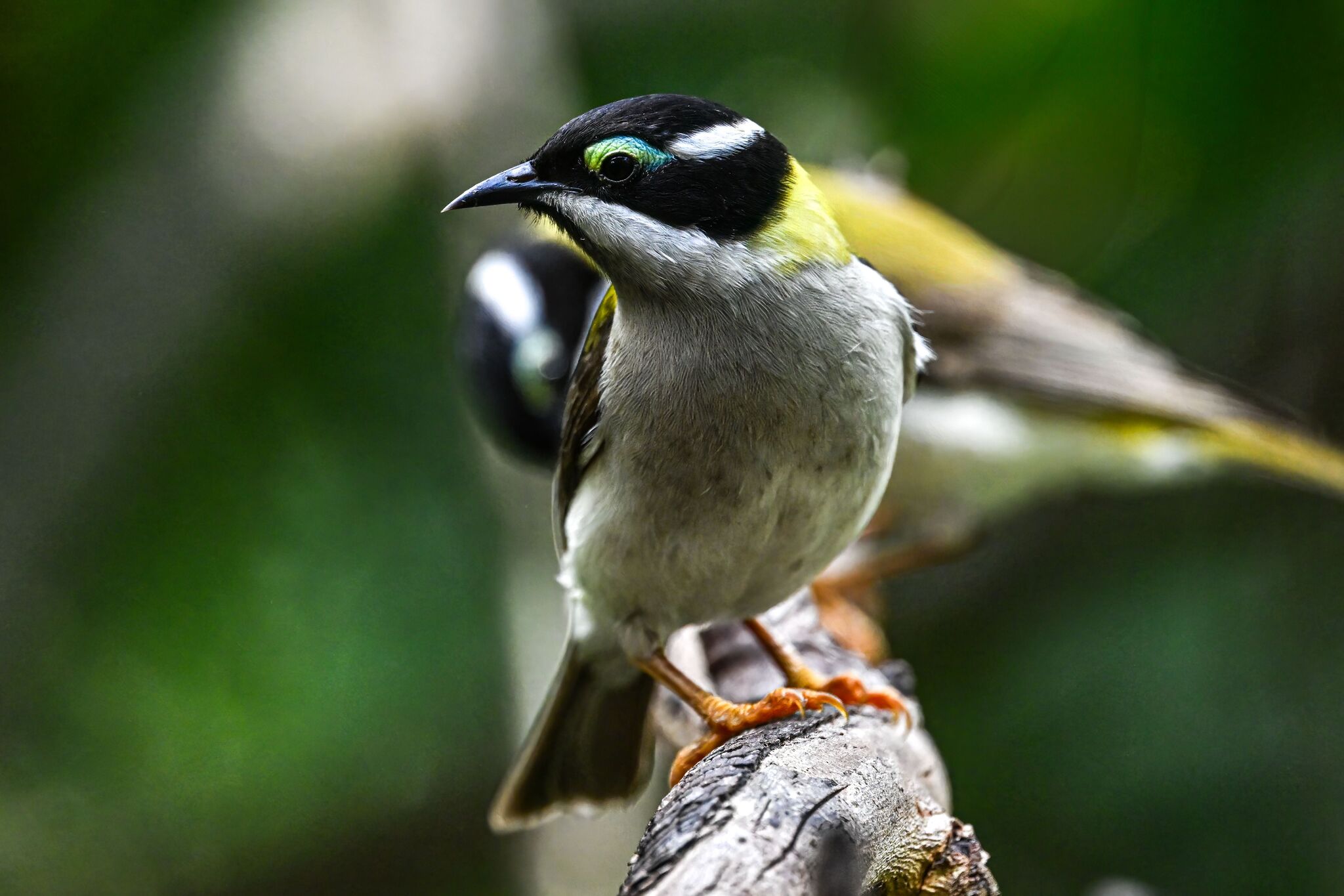 Black-chinned Honeyeater (Melithreptus gularis), photo 8
