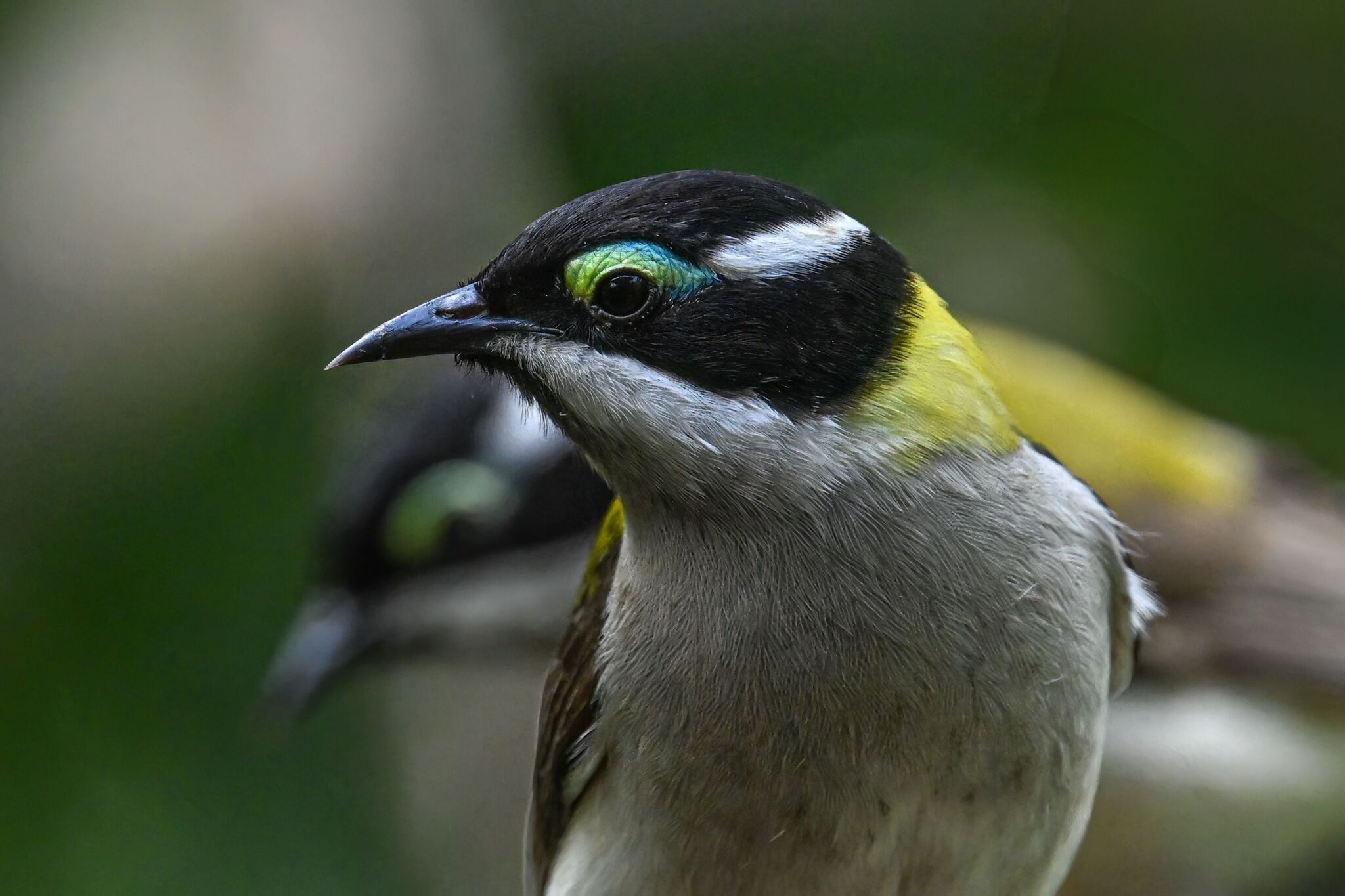 Black-chinned Honeyeater (Melithreptus gularis), photo 10