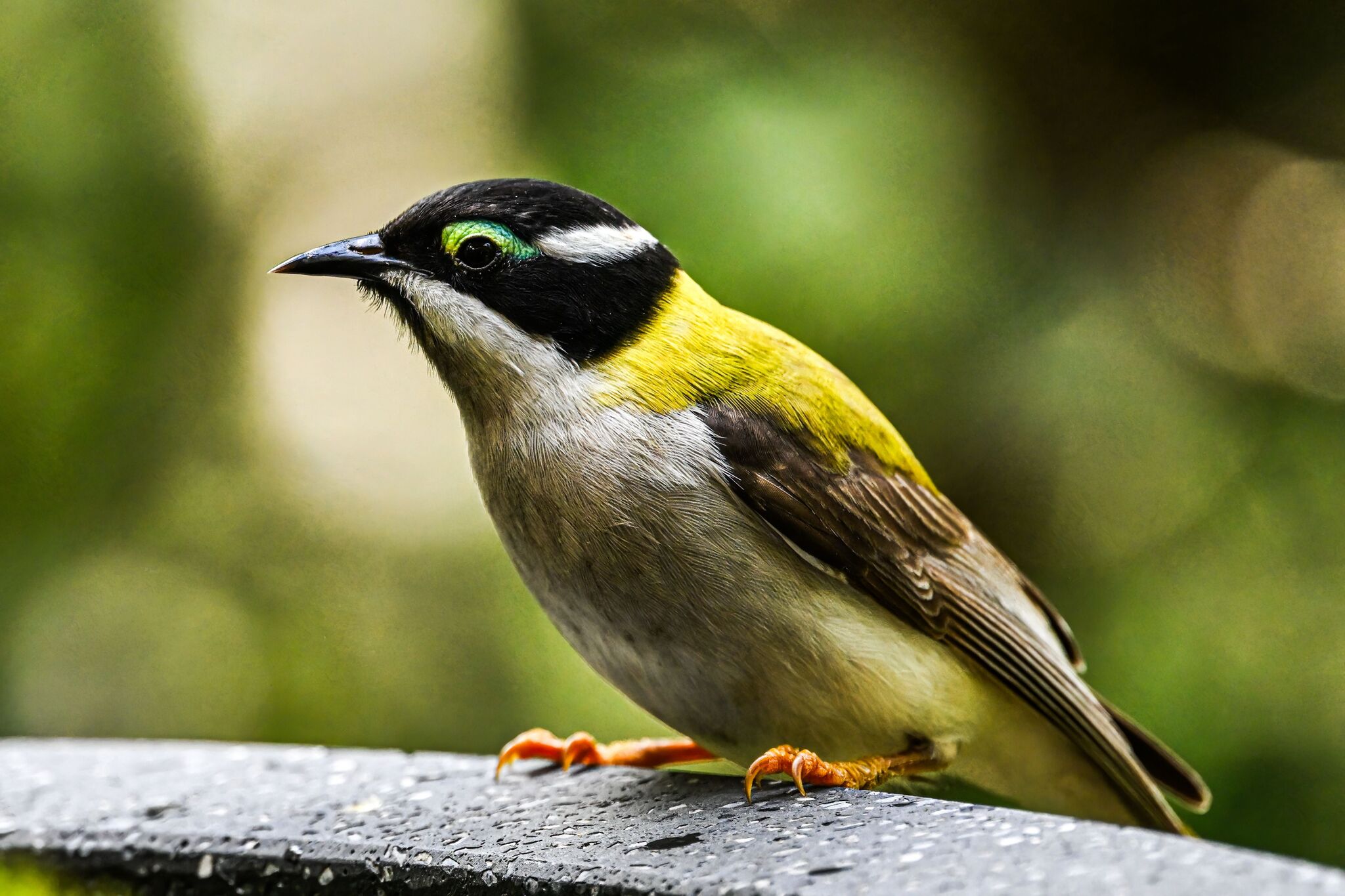 Black-chinned Honeyeater (Melithreptus gularis), photo 9