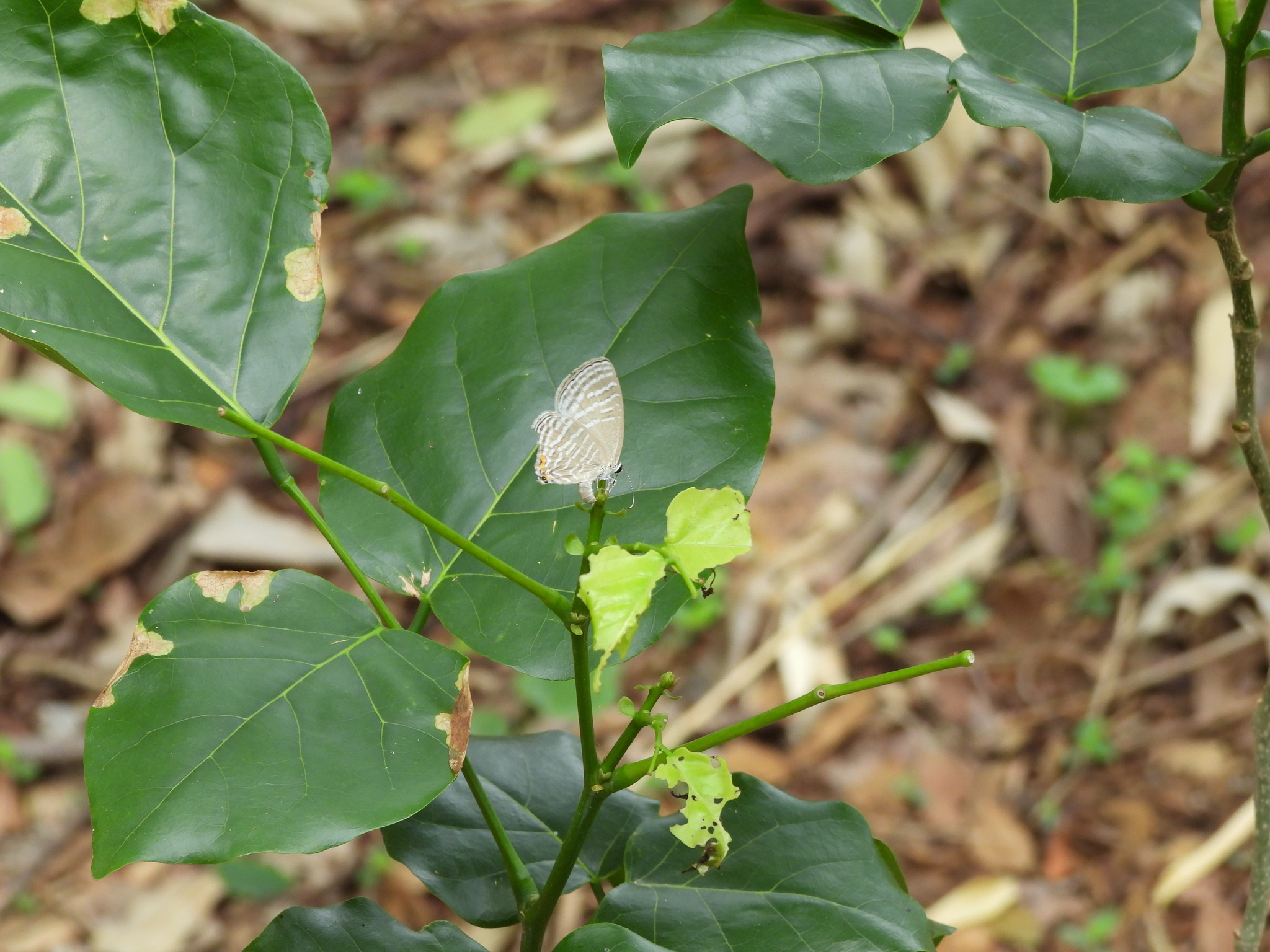 Common Cerulean