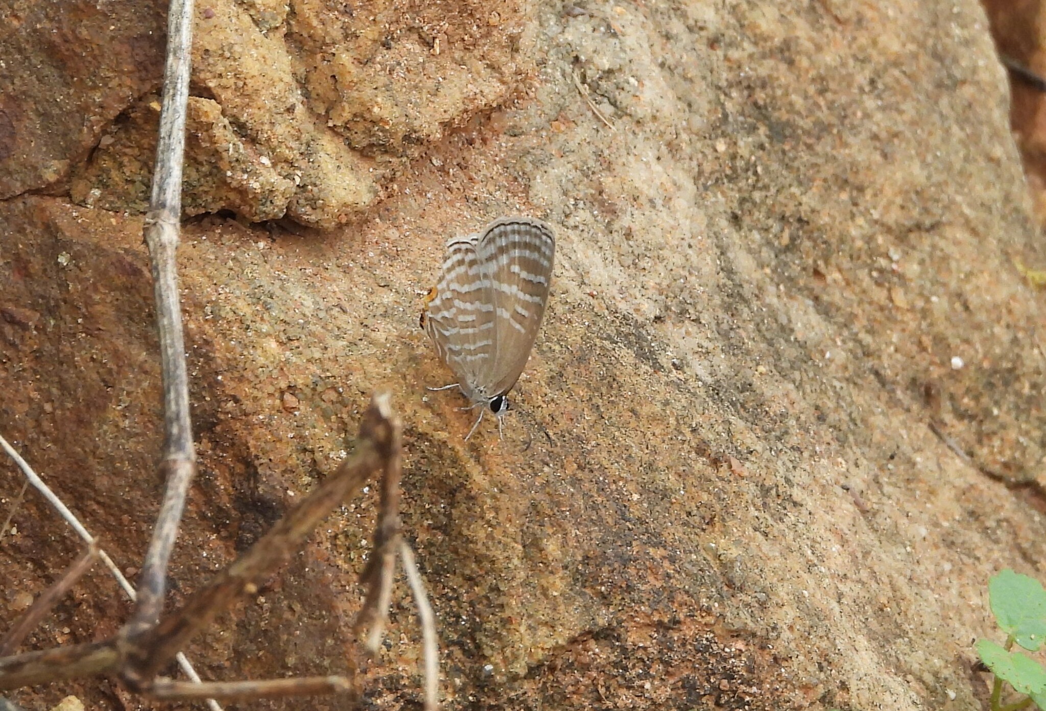 Common Cerulean