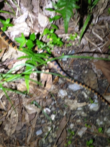 Loo-Choo Big-tooth Snake