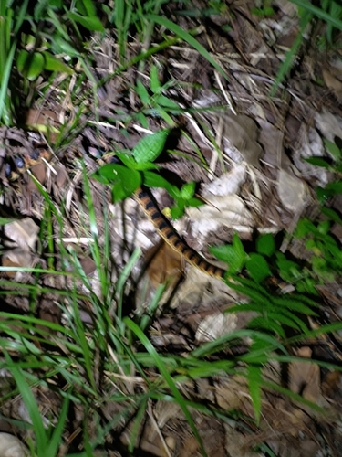 Loo-Choo Big-tooth Snake