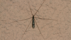 Discobola australis