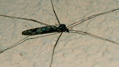 Discobola australis
