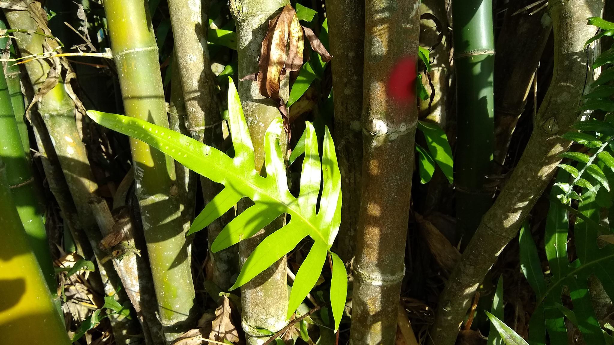 Phymatosorus scolopendria