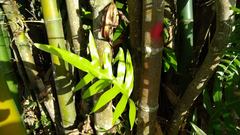 Microsorum scolopendria