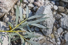 Salix eleagnos