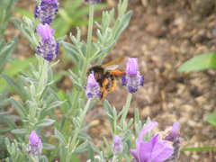 Bombus eximius