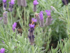 Bombus eximius