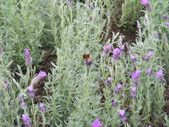 Bombus eximius