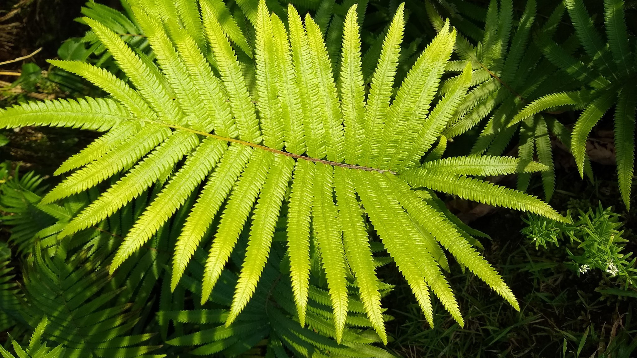 Sphaerostephanos maemonensis