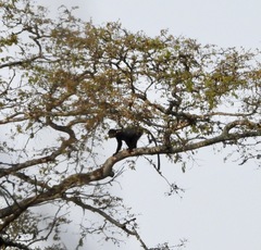 Cercopithecus mitis mitis