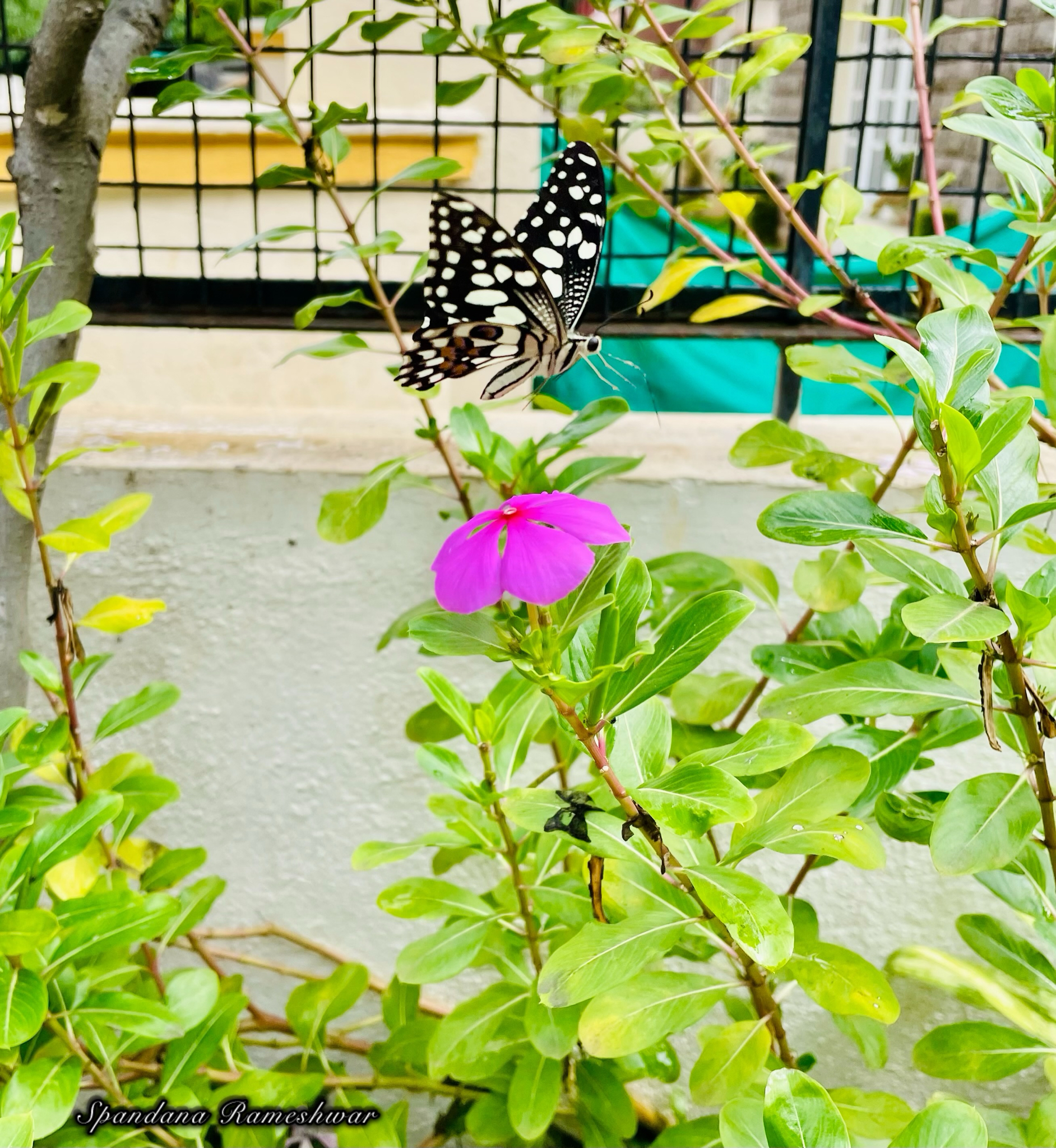 Lime Swallowtail