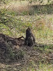 Papio anubis
