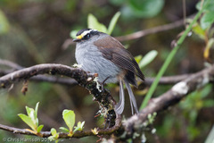 Silvicultrix frontalis