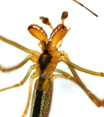 Common Stretch Spider