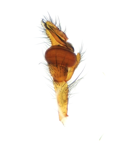 Common Stretch Spider