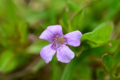 Dyschoriste capitata