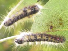 Phalera flavescens