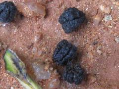 Phalera flavescens