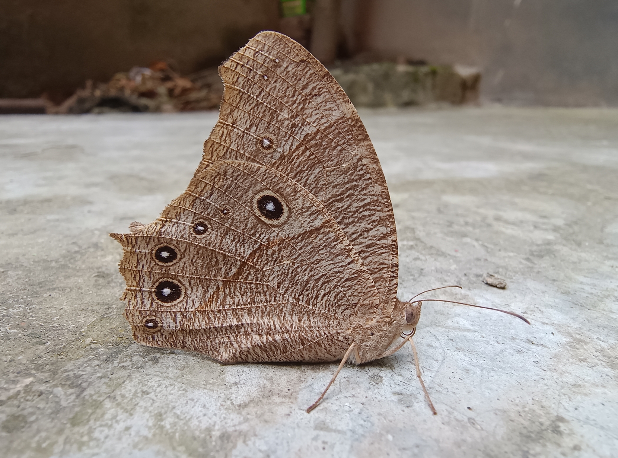 Common Evening Brown