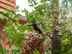 Pteroglossus torquatus