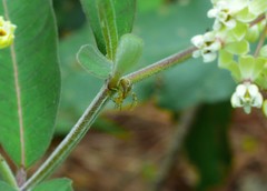 Asclepias similis