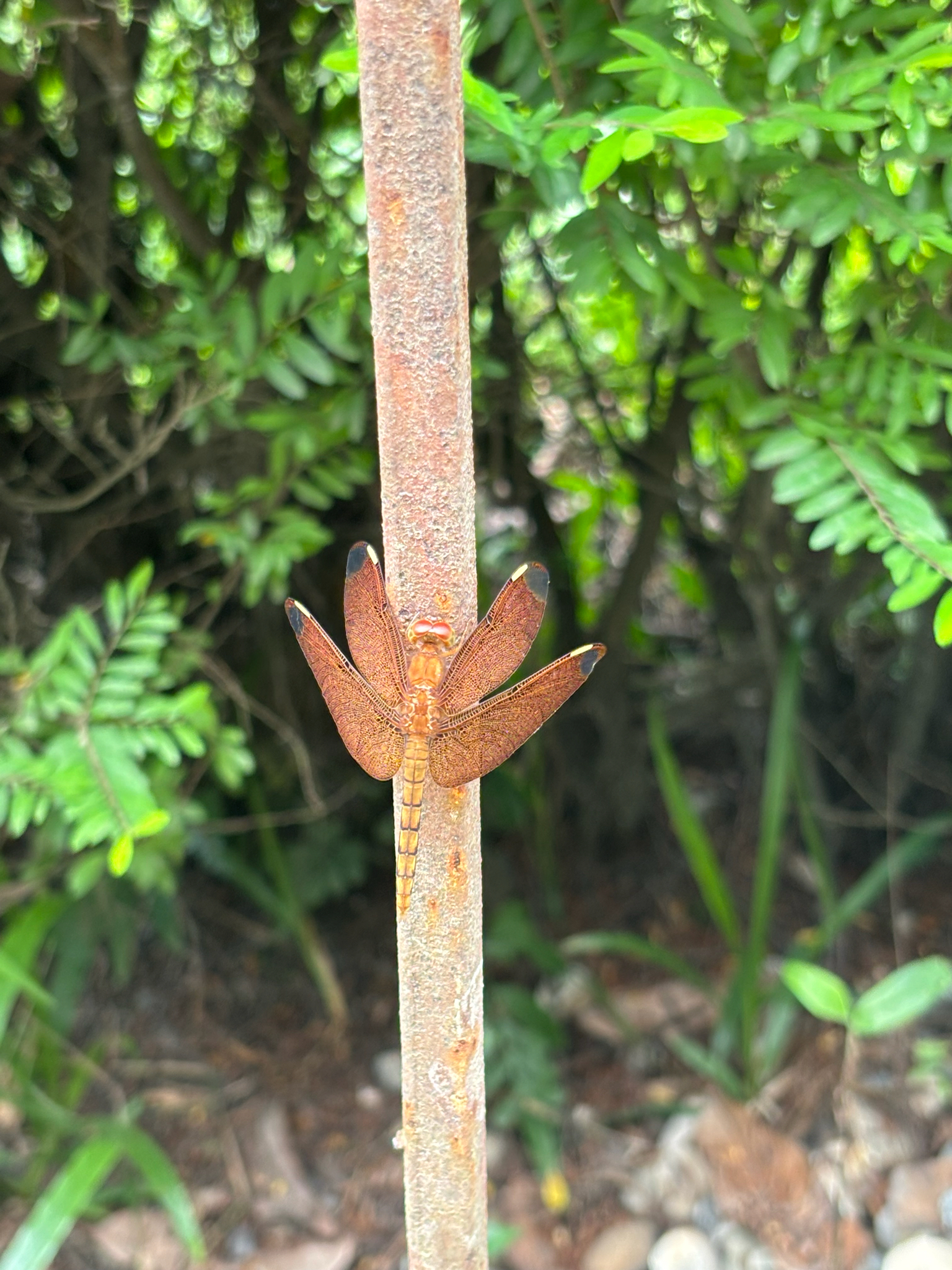 Fulvous Forest Skimmer