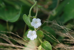 Ipomoea biflora