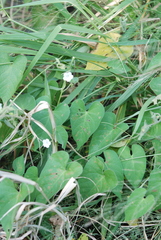 Ipomoea biflora