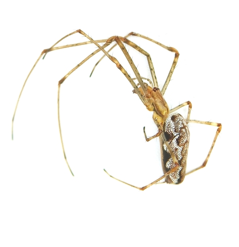 Tetragnatha dearmata