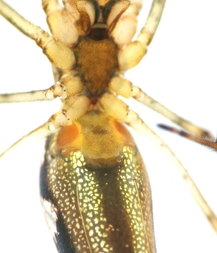 Tetragnatha dearmata