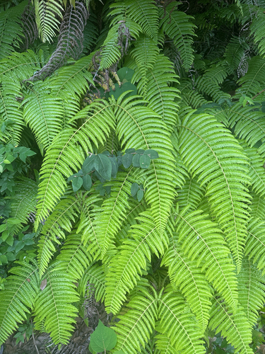 Diploterigium glaucum (Diplopterygium glaucum)
